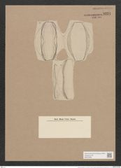 Amphora schleinitzii Jan. (de-Toni-Nr.: Genus 36, Species 1684) Zeichnungen Sammlung Grunow Nr. 3231 (NHMW-BOT-W0370695)